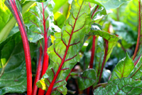 Mangold červený (Rhubarb Chard)